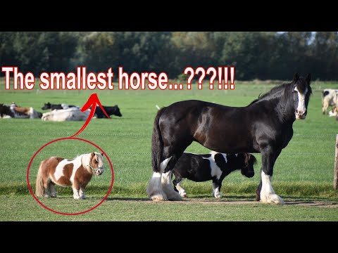 वीडियो: जिप्सी घोड़ा