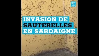 Invasion de sauterelles en Sardaigne