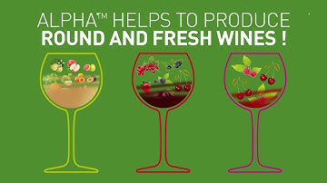 Malolactic fermentation : use the Wine bacteria ALPHA™ for round and elegant wines