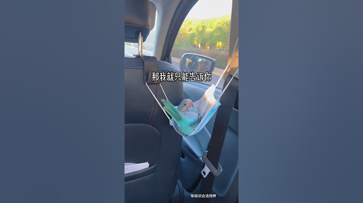 胖胖变成别人梦中情鸟了~#搞笑视频 #鹦鹉 #鸟 #萌宠 #治愈 #shorts