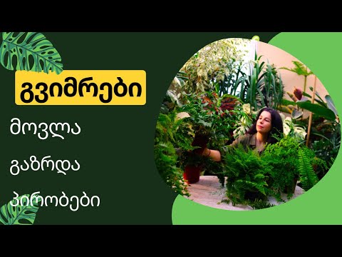 გვიმრა-მოვლის პირობები