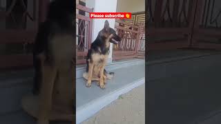 dog coco 07 new video like share comment kare please ?? #new video like share