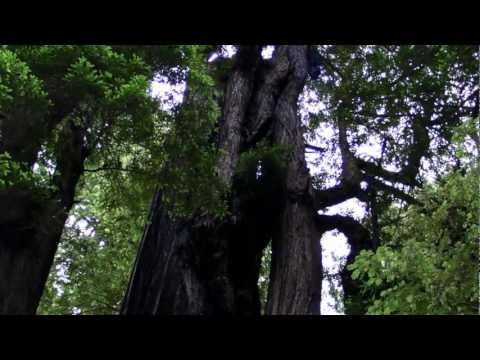 Video: Maklumat Pokok Redwood - Fakta Menarik Tentang Pokok Redwood