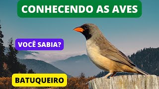 Curiosidades Sobre o BATUQUEIRO (BICO DE PIMENTA) - Black-throated Saltator - Brazilian Birds