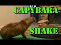 Capybara Shake