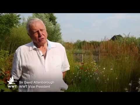 WWT - Sir David Attenborough on Wetlands