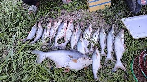 Câu cá tra sông bằng cám R1 và R3 ( câu cá tra phải câu bằng cám R3 ) #camr3 #camr1 #camr2