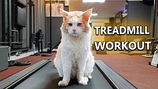 Cat treadmill training by Maine Coon Iggy 503 views 1 year ago 2 minutes, 43 seconds