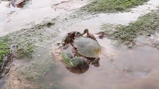 阿梅紅樹林趕海，發現大螃蟹遍地成災，抓都抓不過來，一隻就爆桶【海村小梅】