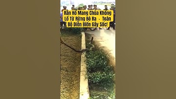 Rắn Hổ Mang Chúa Khổng Lồ Từ Rừng Bò Ra – Toàn Bộ Diễn Biến Gây Sốc! #rắnhổmangchúa #snake