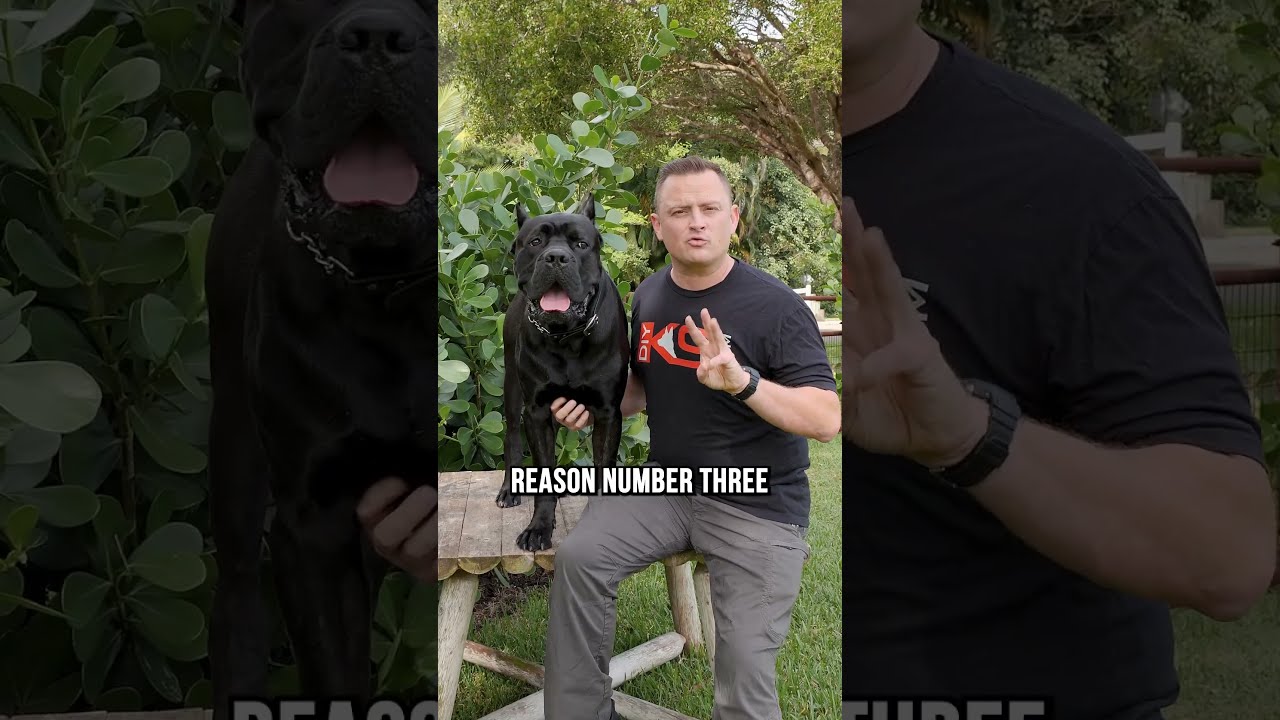 The 5 Top Reasons To Get A Cane Corso