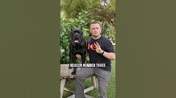 The 5 Top Reasons to Get a Cane Corso