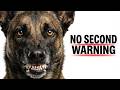 Why Belgian Malinois Don’t Warn You Twice