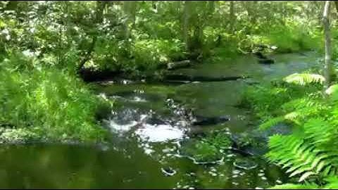 #قرآن#كريم#سورة#البينة#مكررة#القارئ#أحمد#سعود