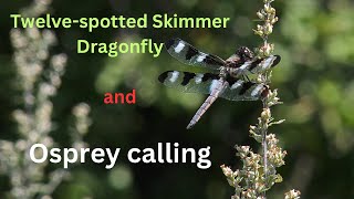 Twelve-spotted Skimmer Dragonfly eating lunch while an Osprey calls loudly nearby by Stuart Tingley 102 views 9 months ago 1 minute, 26 seconds