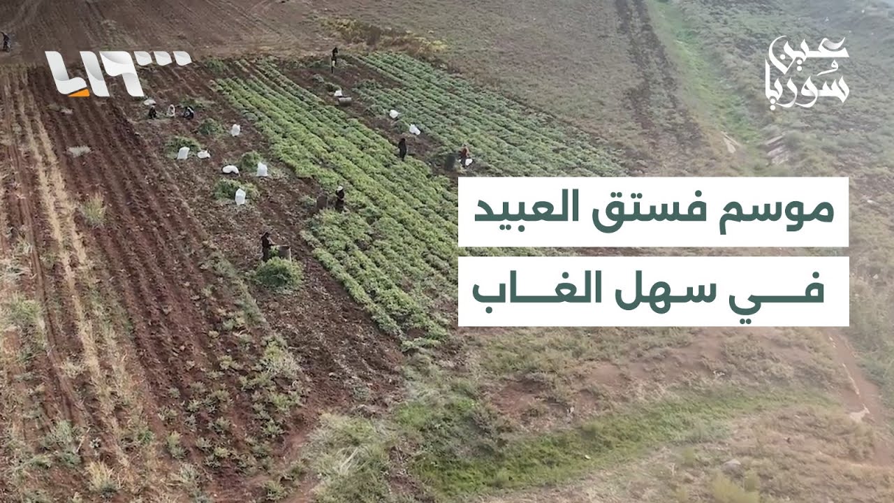 موسم فستق العبيد في سهل الغاب بريف حماة يشهد حصادا جيدا رغم ظروف الجفاف