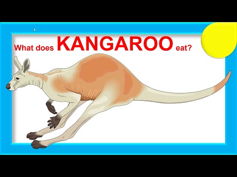 What does kangaroo eat?