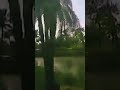 امانه يا طبيب 