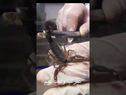 استخراج سم العقرب اغلى سائل في العالم حكمه في قصه Dr Asmaa Saied أمراض نفسية علم النفس Shortes
