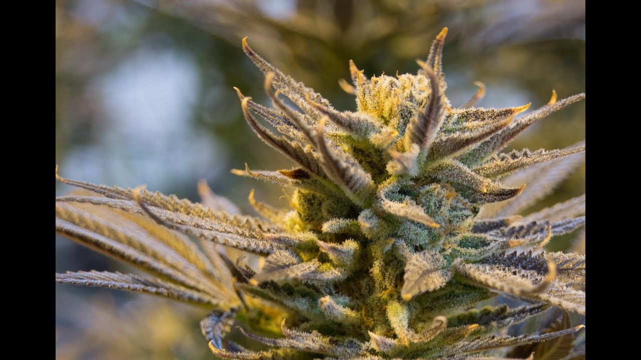 Is Medical Marijuana Safe?