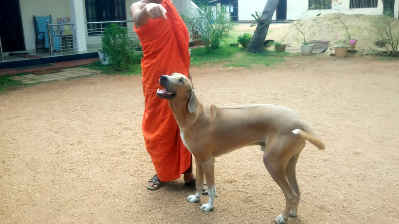 Ridgeback Dog sri lanka YouTube