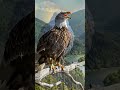 The birds voice, they are exhausted from the heat...#ai #entertainment #kids #stories