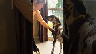 doctor ka khauf #viral #funny #animalvideos