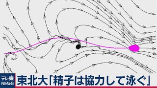 競争ではなく協力...「精子は助け合って泳ぐ」東北大が発表 不妊治療へ期待（2020年11月17日）