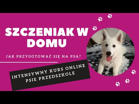 Wideo: Jak wytresować szczeniaka na pobyt