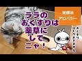 34.健康の基本は血液／〇〇の波動が病気を治癒する!?（理学博士夫とお喋り②）