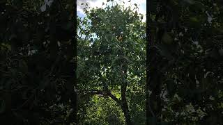 Kurak Armut Kavalcba