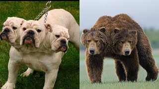 10 Weird Two Headed Animals