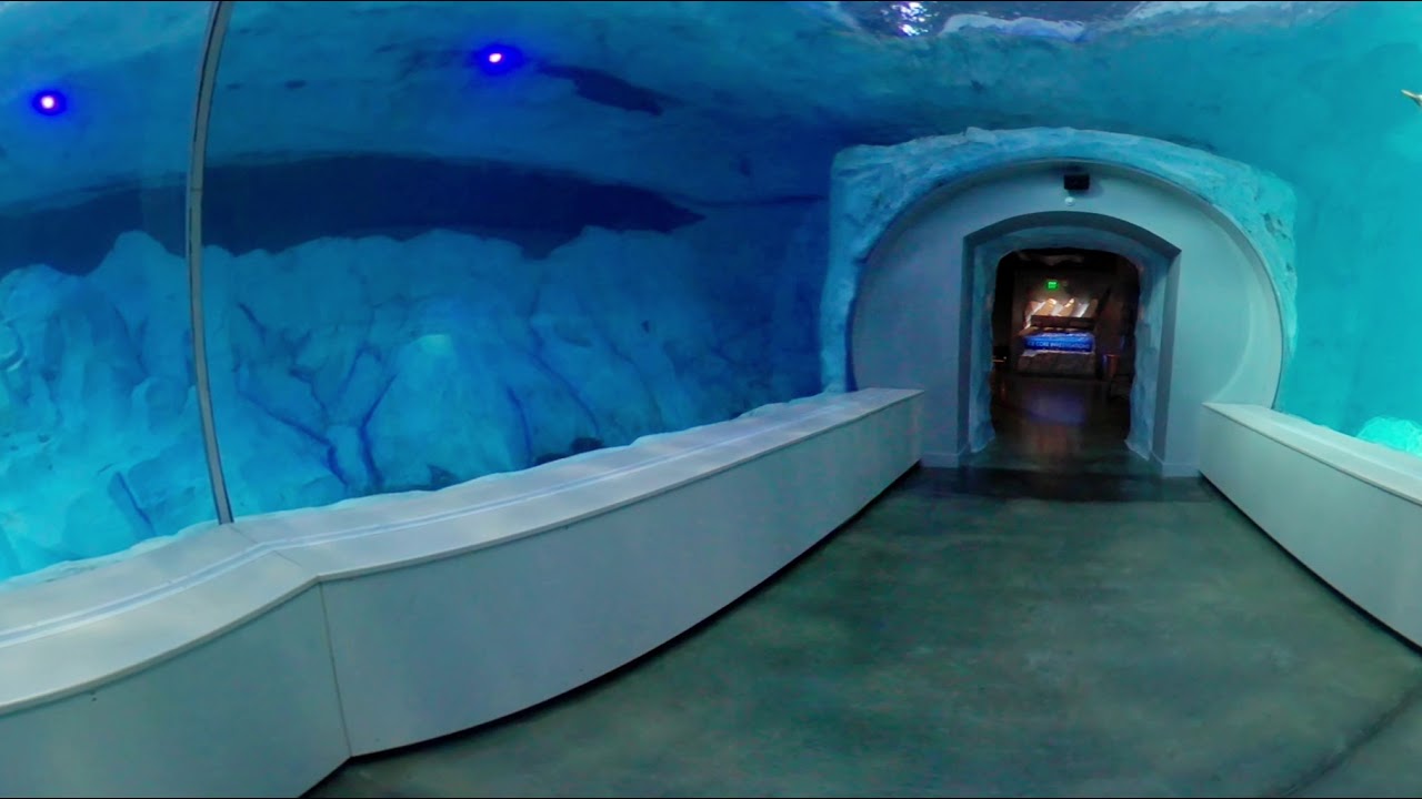 interactive equipment for classrooms Inside tunnel at Polk Penguin Conservation Center | DPTV Digital Adventure 360° | DPTV Education