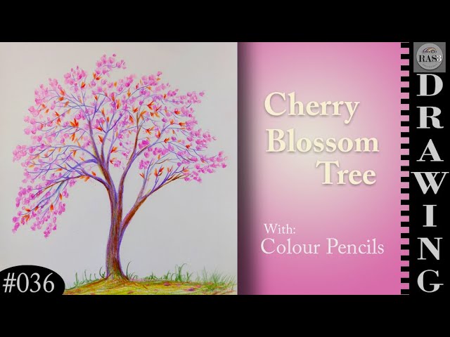 Premium Vector | Cherry blossom tree concept illustration