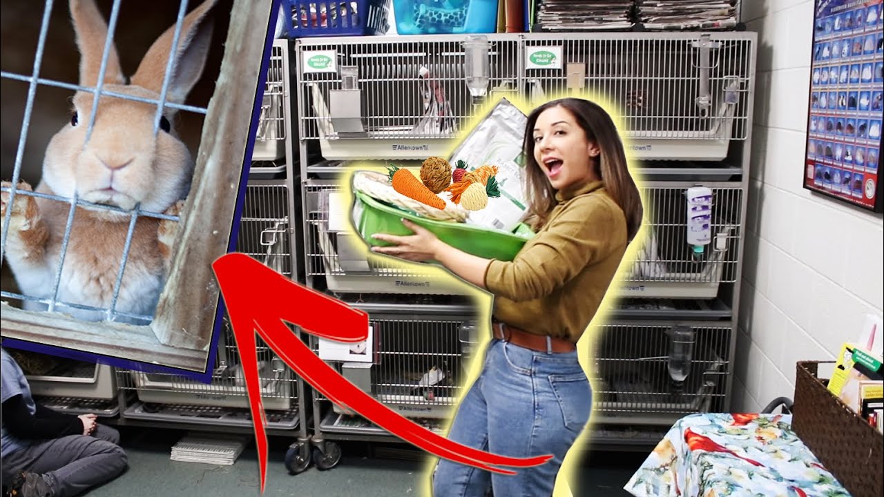 HOMELESS BUNNIES GET A BIG SURPRISE! 😱🐇 - YouTube