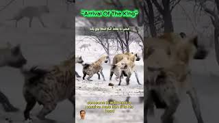 Arrival Of The King #hyena #lioness #attack