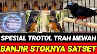 🔥 BANYAK PILIHANNYA SPESIAL MURAI TROTOL MEWAH GREAT A SUPER 0838-7553-6945