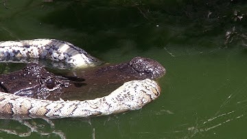 Alligator Guards Dead Python 01 Stock Footage