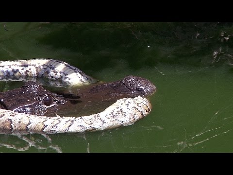 Alligator Guards Dead Python 01 Stock Footage