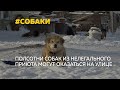 Полсотни собак могут оказаться на улице после закрытия нелегального приюта в Барнауле