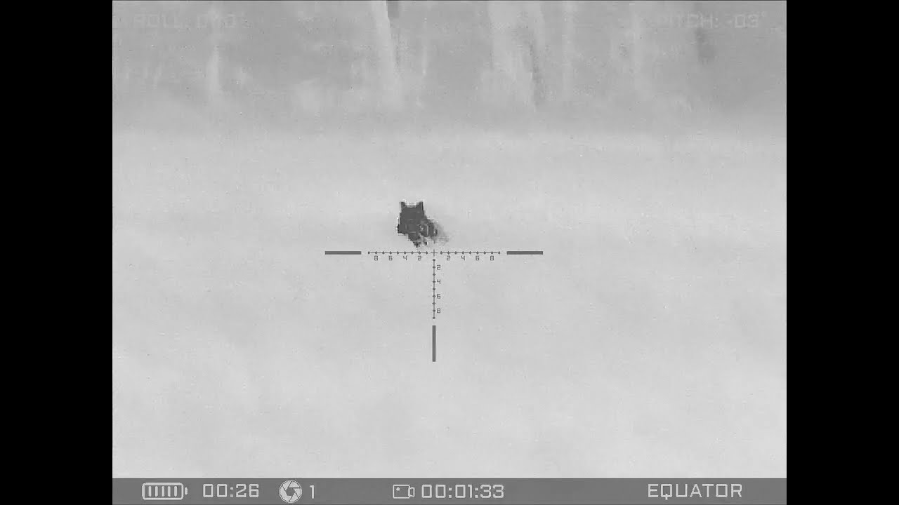 Senopex DOT A7 - dziki w zbożu