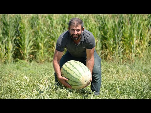 Dünyanın en meşhur karpuzunun yetiştiği tarlalarda hasat zamanı