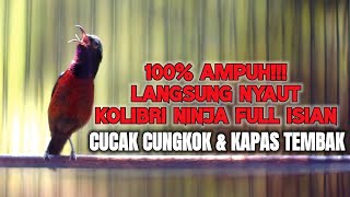 TEMBAKAN KOLIBRI NINJA FULL TEMBAKAN KAPAS TEMBAK DAN CUCAK CUNGKOK INI 100% AMPUH BIKIN KONIN GACOR