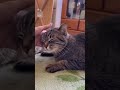 撫でられるとお喋りな猫