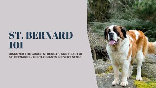 St. Bernards 101: Unveiling the Gentle Giants' Rich History and Heartwarming Stories