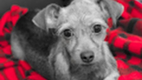 Photoshop Question: Selective Color |