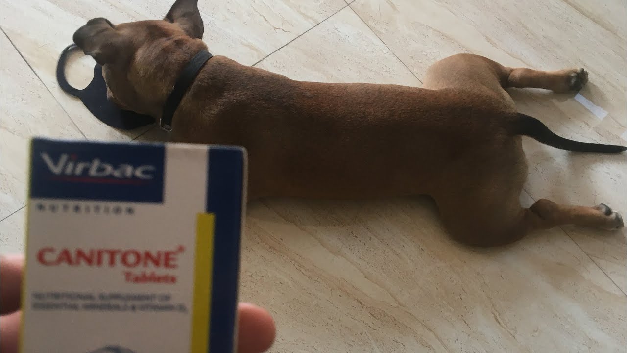How to give medicines to your dog petAmerican bully puppy8 months
