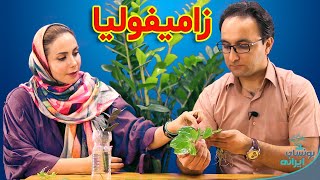 بهترین ویدیو درباره زاموفیلیا ، ناشنیده هایی درباره گیاه زامیفولیا | zamiifolia plant