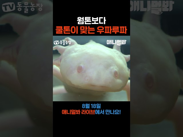 확실히 쿨톤 #애니멀봐 #shorts