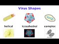 Virus Classification and Characteristics